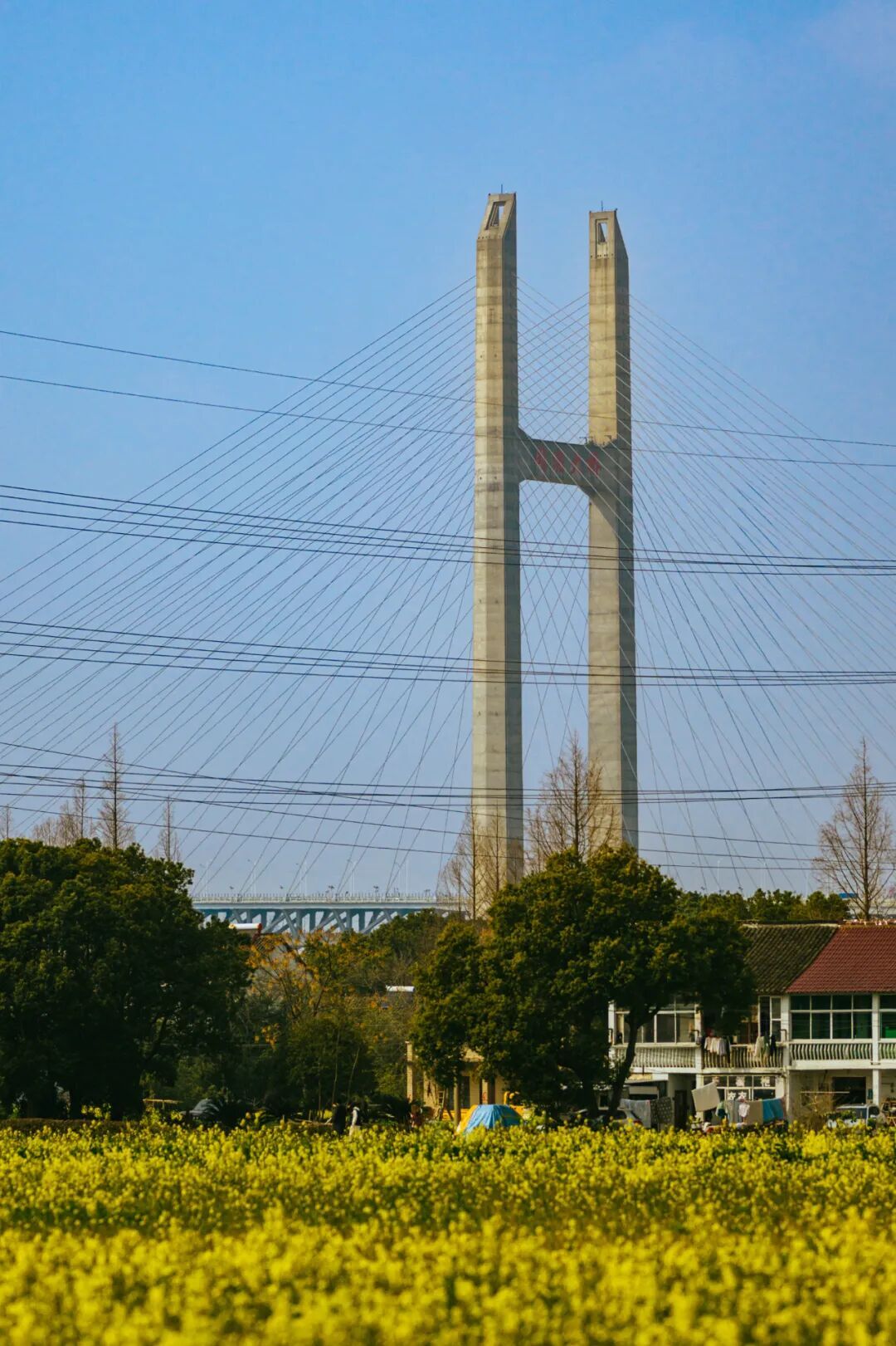 上海的七彩油菜花田，已经美成了莫奈油画！