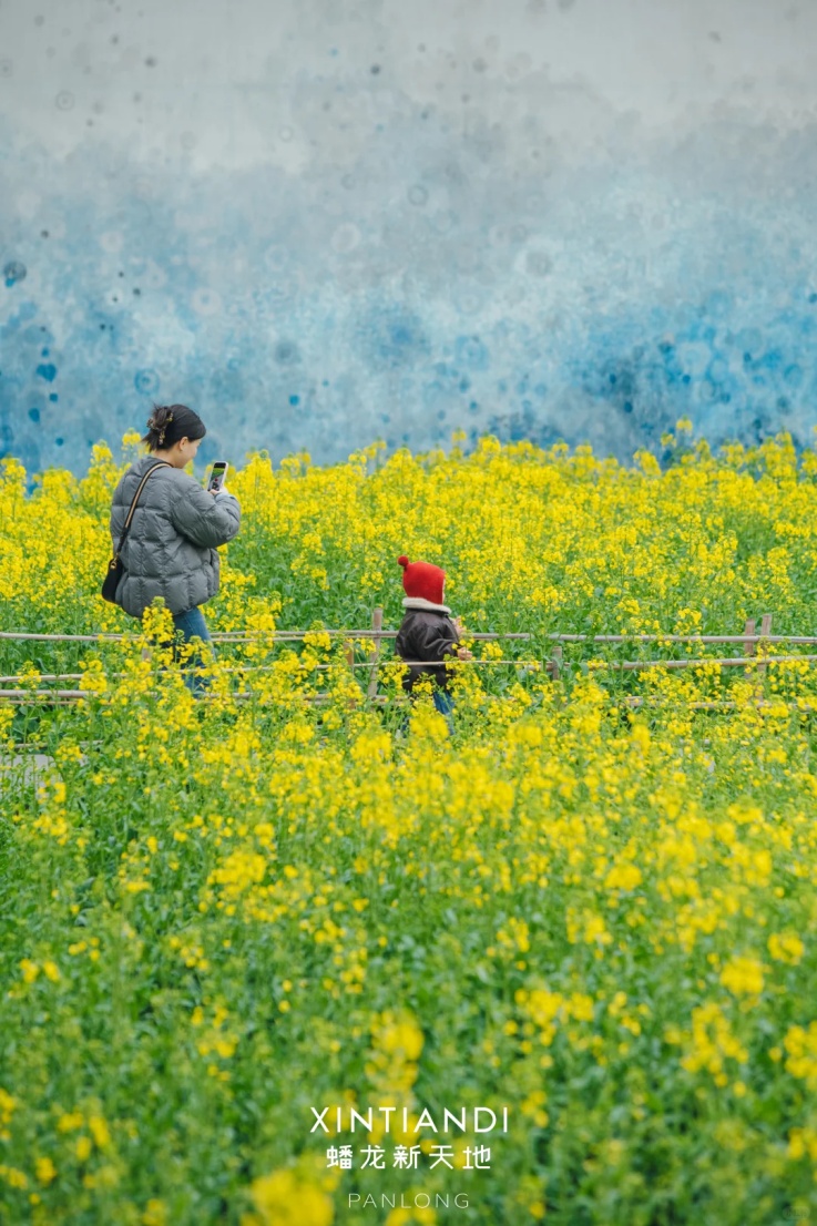 上海的七彩油菜花田，已经美成了莫奈油画！