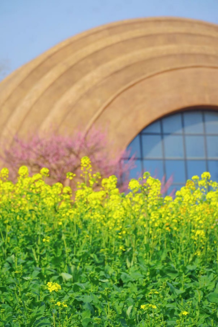 上海的七彩油菜花田，已经美成了莫奈油画！