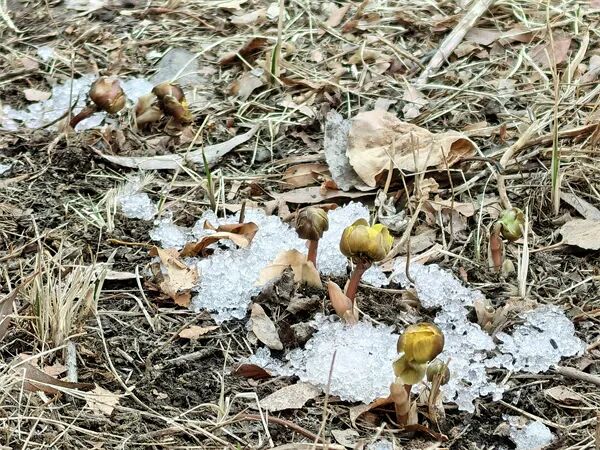 不用远走寻芳！冰城“报春第一花”绽放东林校园，市区即可邂逅冰凌花