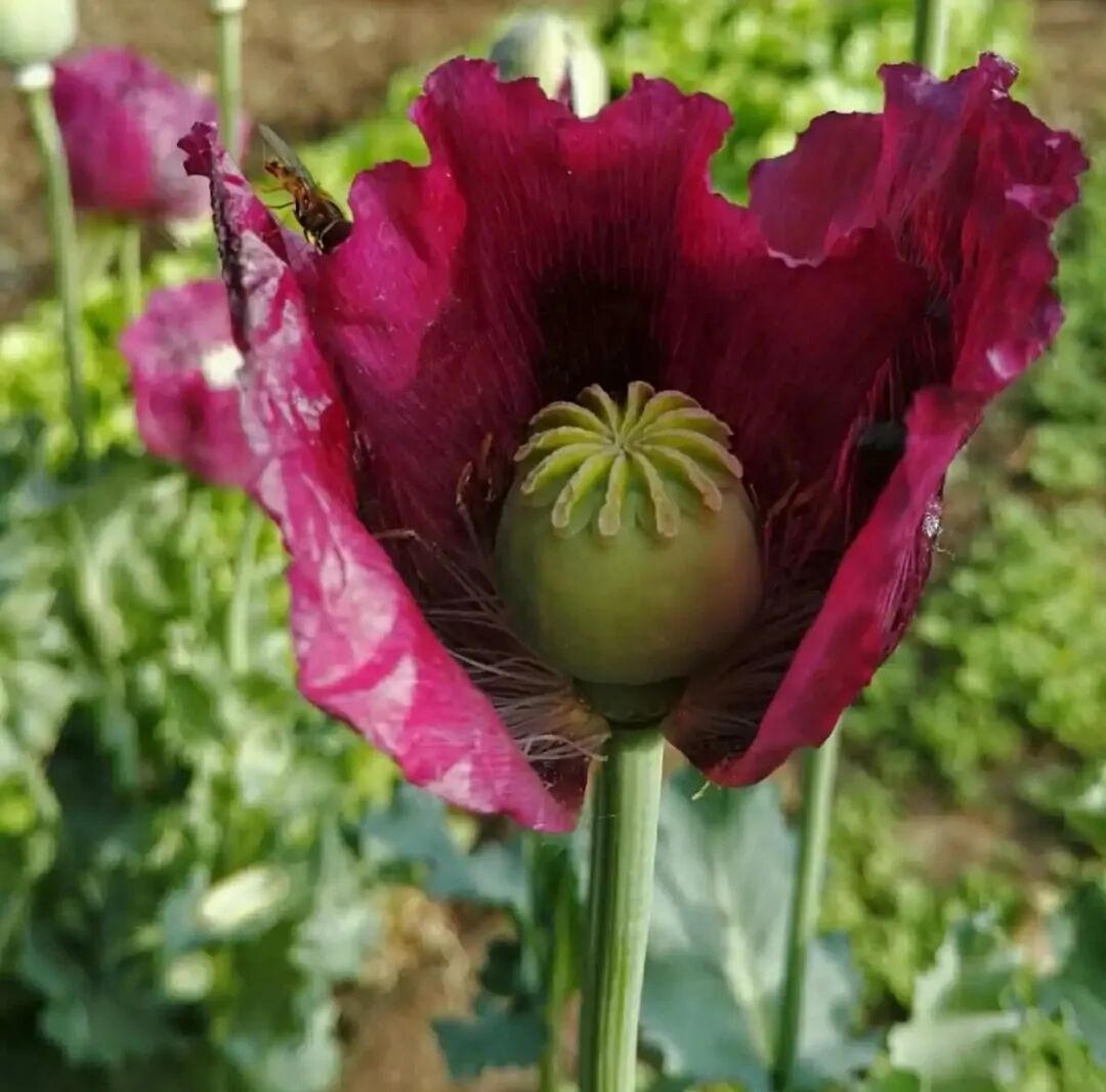 别让“偏方”和“好奇”害了你！