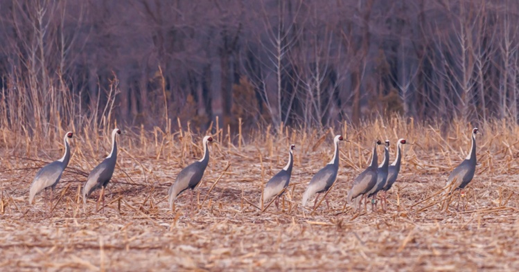 多种珍稀候鸟归来 北京密云迎来候鸟迁徙高峰