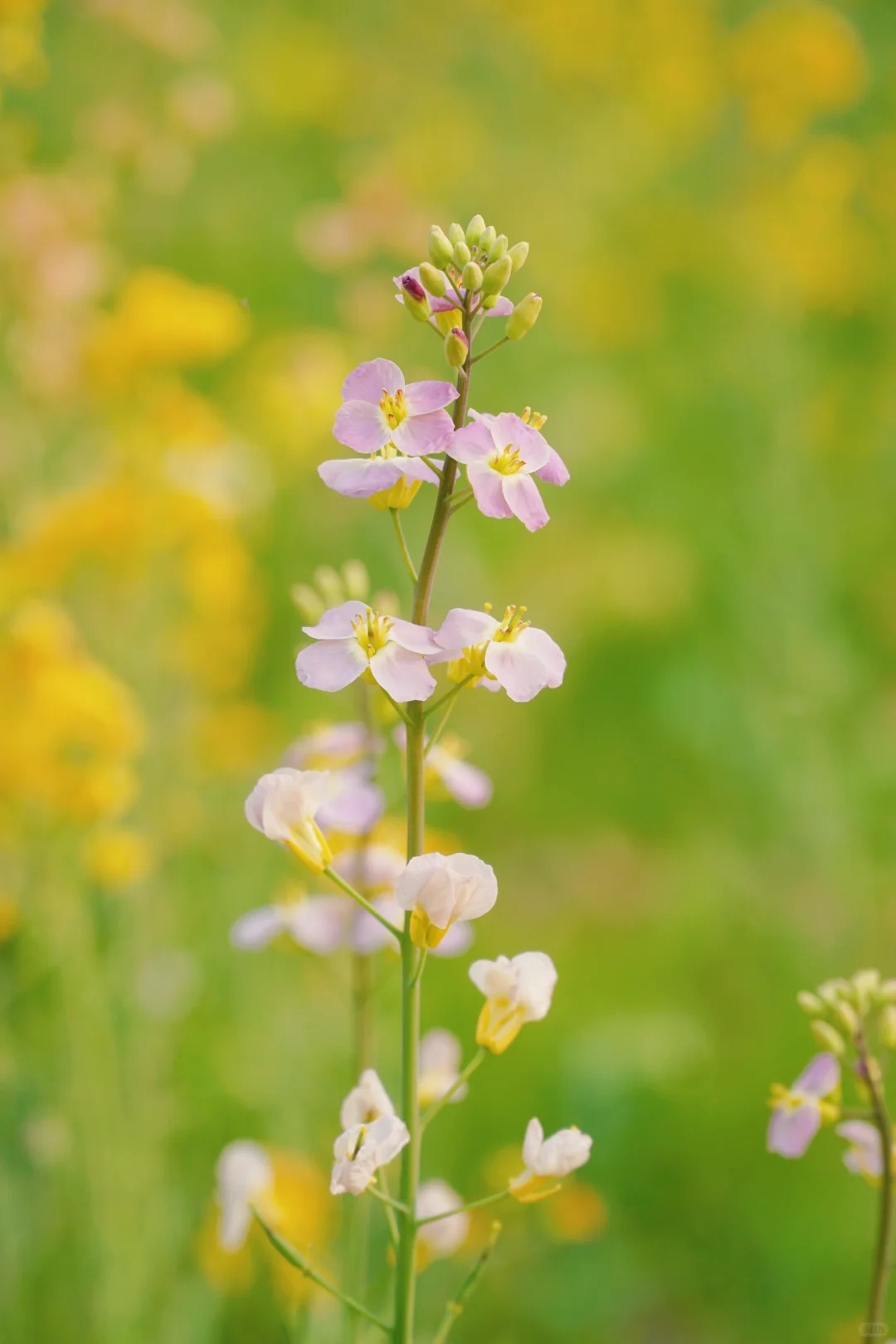 上海的七彩油菜花田，已经美成了莫奈油画！