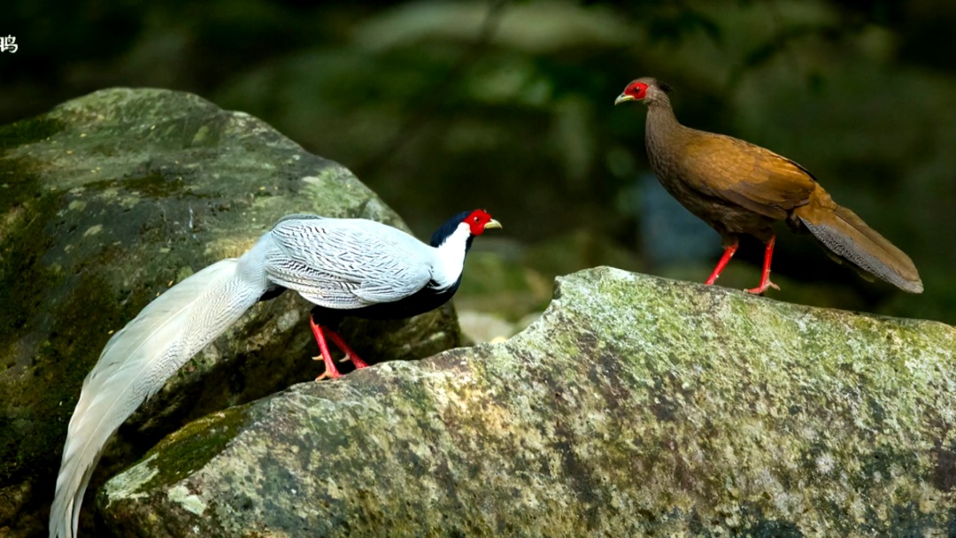 银鸥“打卡”北京永定河畔！