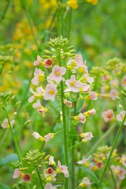 上海的七彩油菜花田，已经美成了莫奈油画！