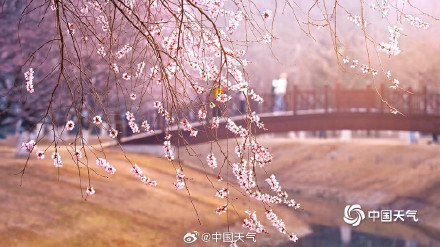 北京奥森山桃花盛开