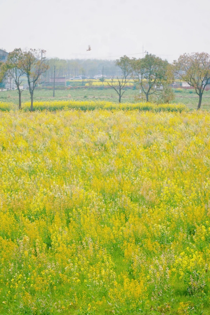 上海的七彩油菜花田，已经美成了莫奈油画！