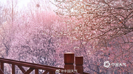 北京奥森山桃花盛开