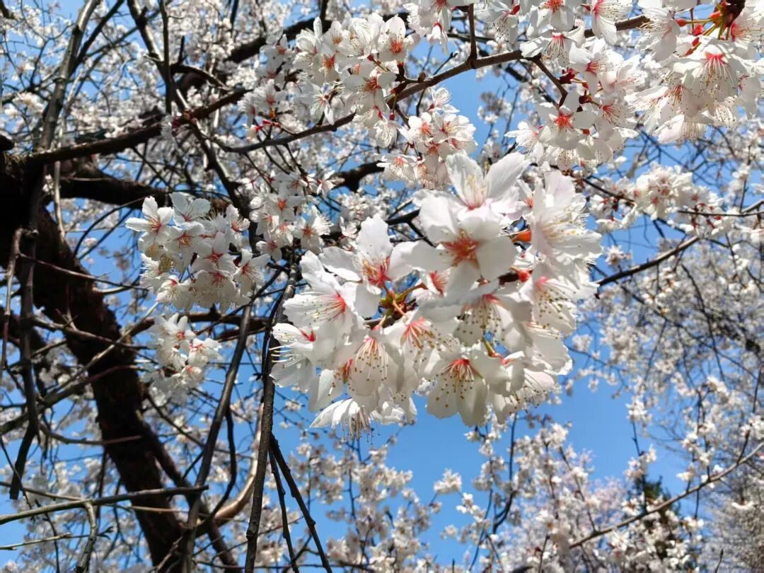 直冲20°C，武汉雨停时间来了！