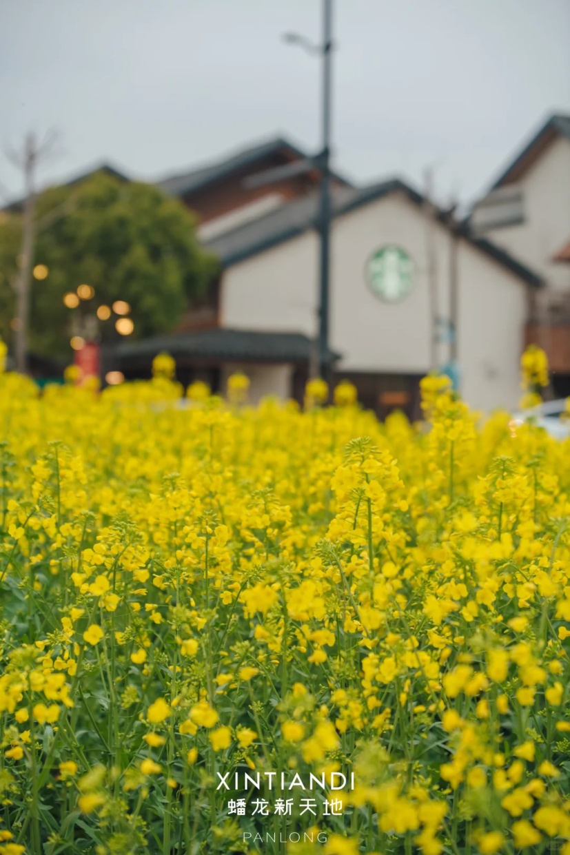 上海的七彩油菜花田，已经美成了莫奈油画！