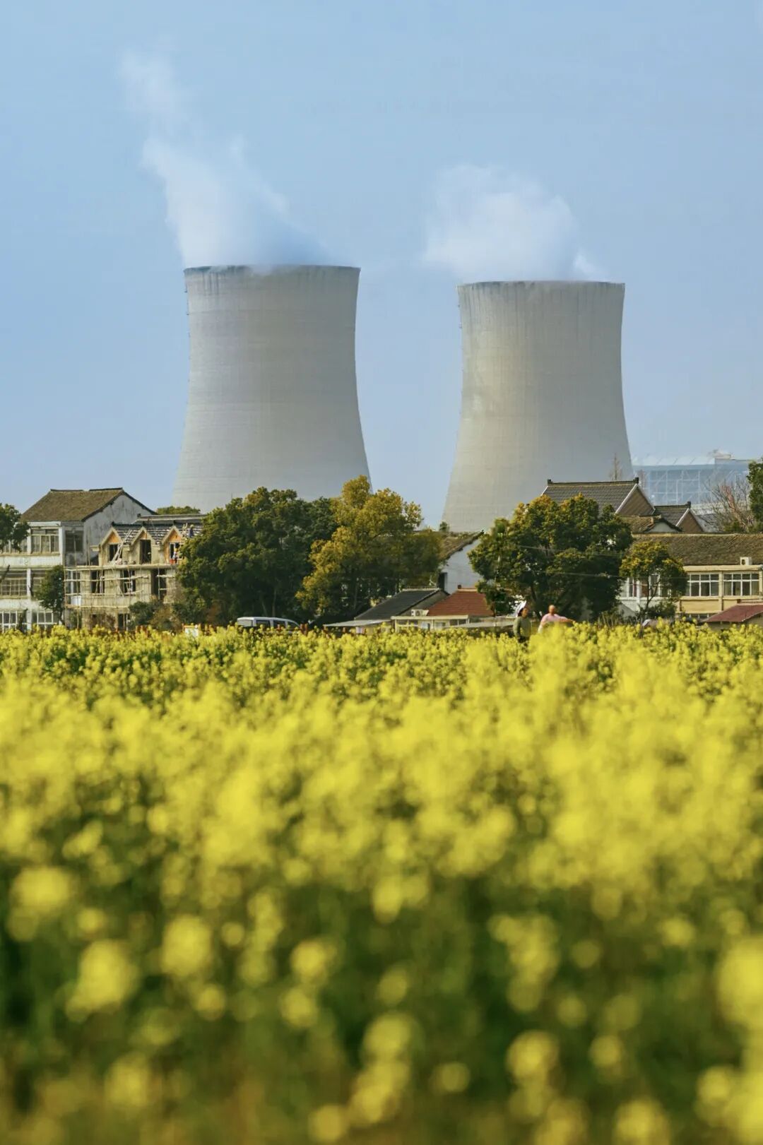 上海的七彩油菜花田，已经美成了莫奈油画！