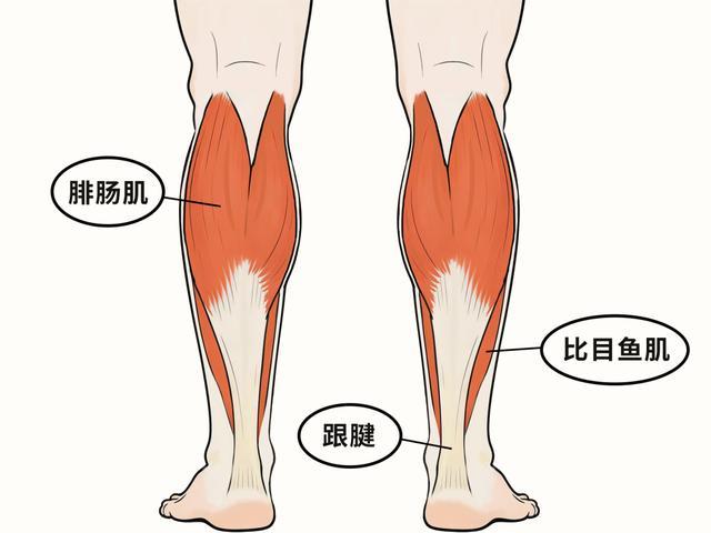 为什么有的人脚脖子粗，有的人脚脖子细？