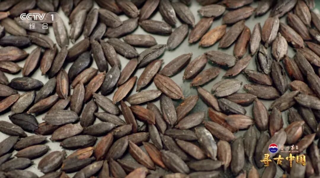 挖出20万公斤炭化稻米！良渚古城的“粮食安全防线”有多强