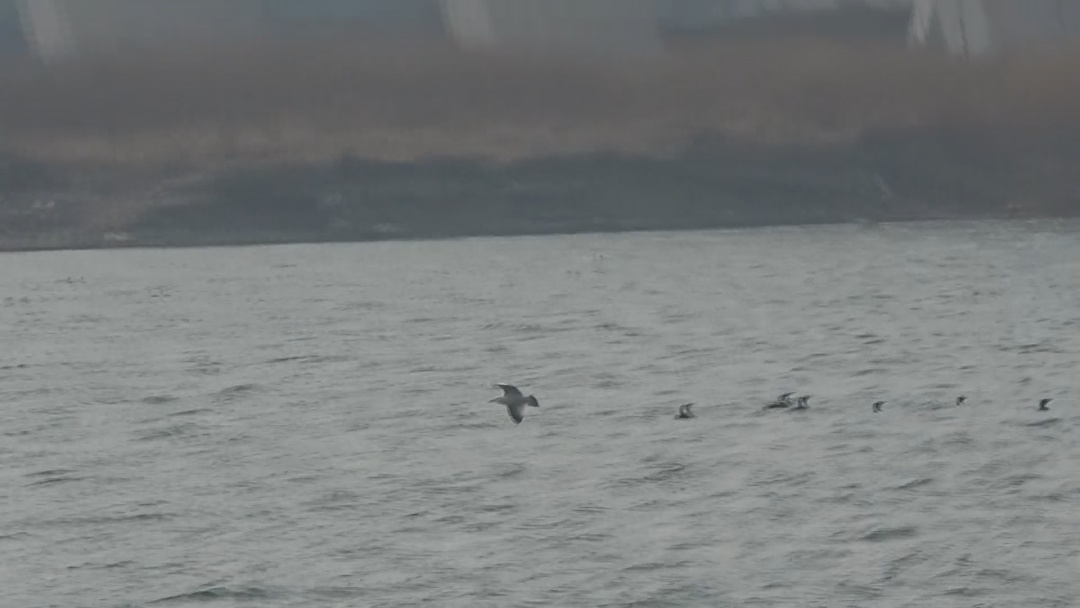 银鸥“打卡”北京永定河畔！