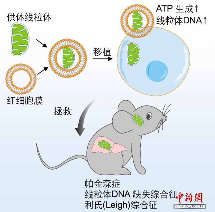 安全高效“快递”健康胶囊 中国科学家研发重大疾病全新治疗方案