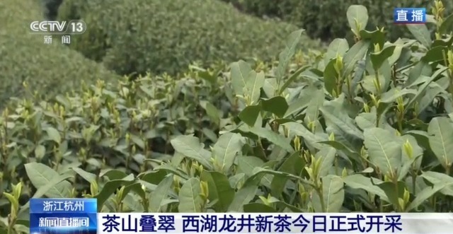 西湖龙井今日开采 三招教你辨别真伪