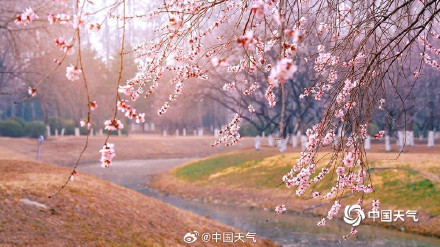 北京奥森山桃花盛开