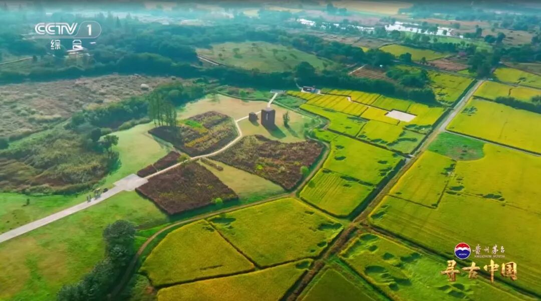 挖出20万公斤炭化稻米！良渚古城的“粮食安全防线”有多强