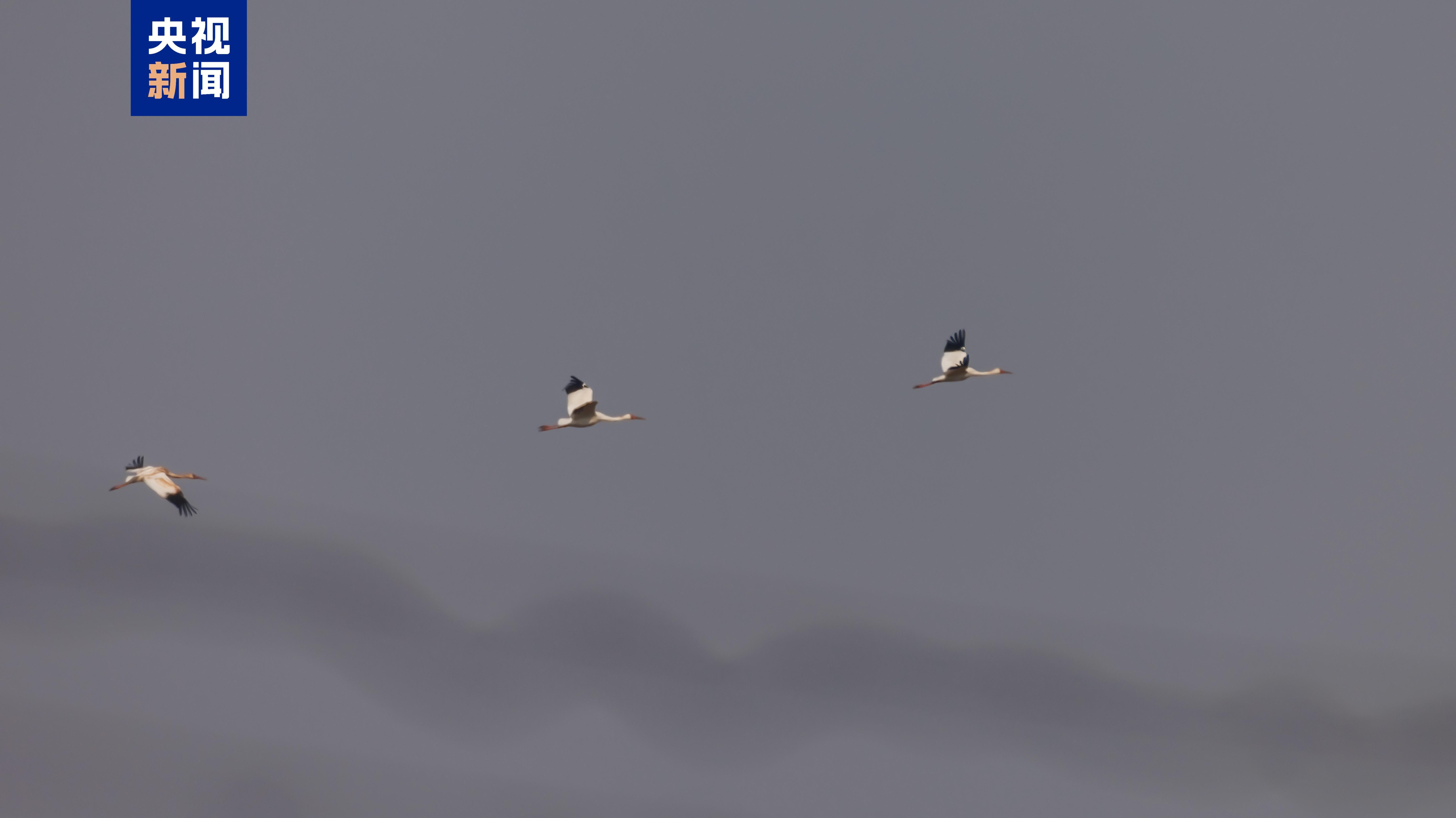 东方白鹳、白枕鹤……北京密云迎来候鸟迁徙高峰