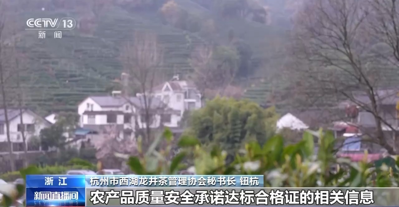 西湖龙井今日开采 三招教你辨别真伪