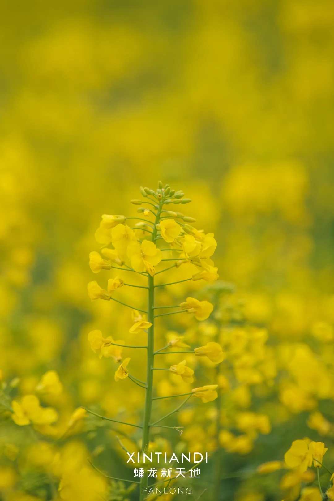 上海的七彩油菜花田，已经美成了莫奈油画！