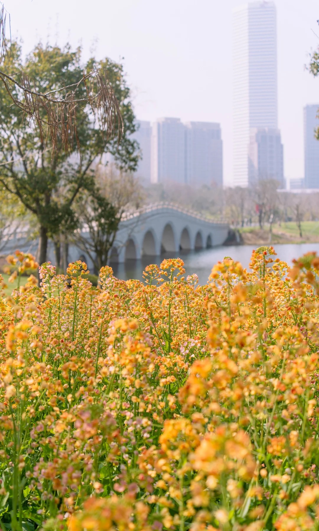 上海的七彩油菜花田，已经美成了莫奈油画！