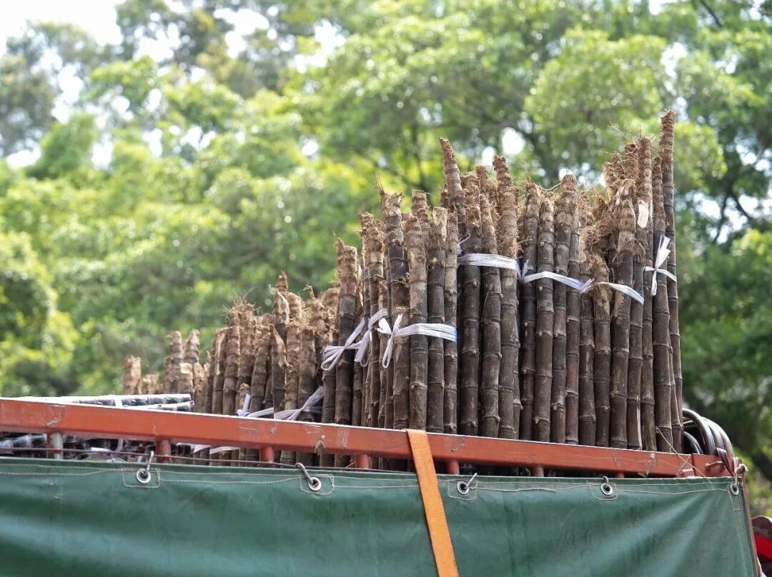 免费发30000根甘蔗！广东外语外贸大学这幕刷屏了