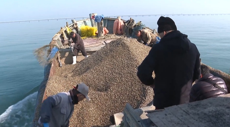 山东青岛：海上春耕正当时 渔民播撒蛤蜊苗忙“春种”