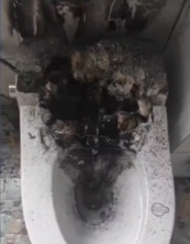 太吓人！男子厕所上到一半，马桶里突然蹿出它！