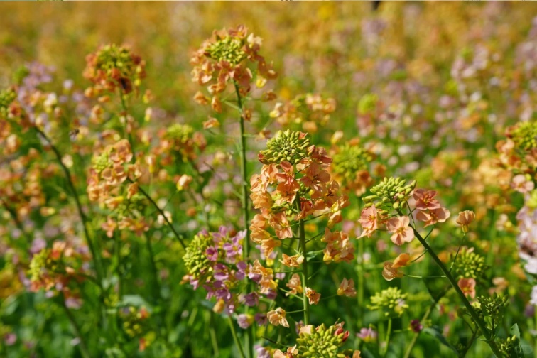 上海的七彩油菜花田，已经美成了莫奈油画！