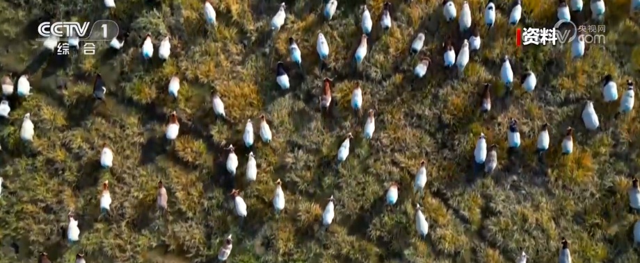 山清了！水美了！草原焕“新”牧途向“新”走出农牧双赢路