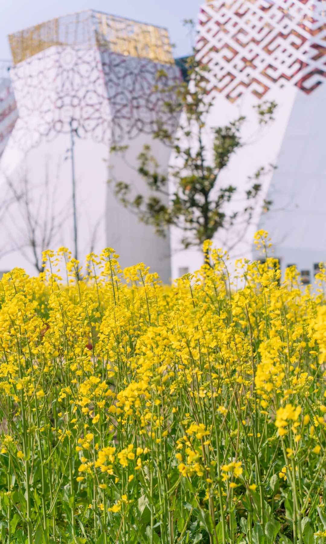 上海的七彩油菜花田，已经美成了莫奈油画！