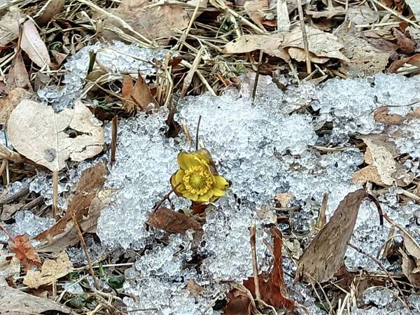 不用远走寻芳！冰城“报春第一花”绽放东林校园，市区即可邂逅冰凌花