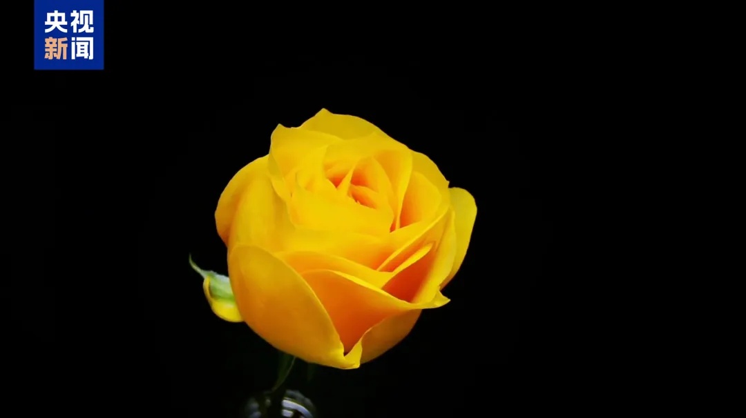 “文秀”，回家了！