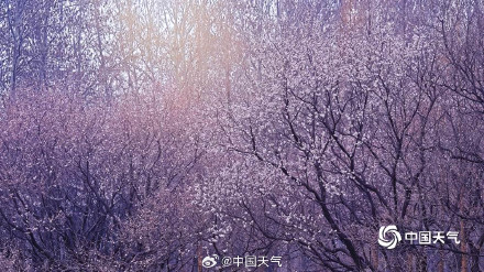 北京奥森山桃花盛开