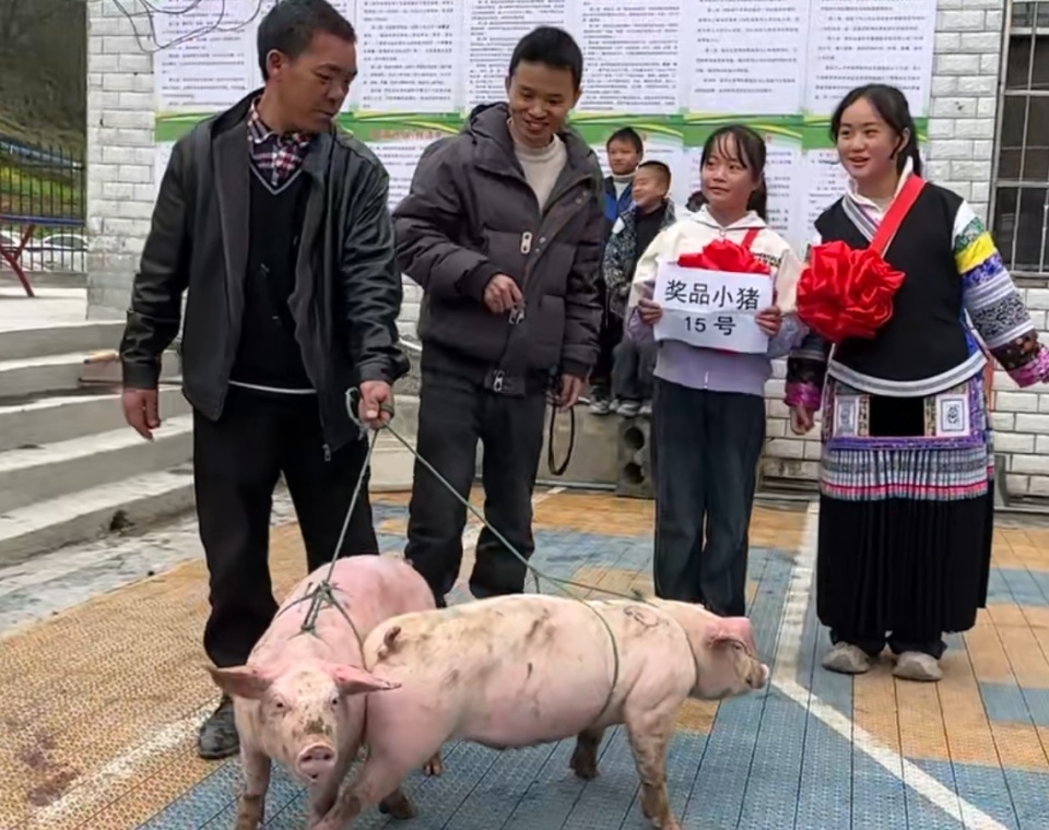 贵州一支教老师奖励学生24头小猪，有学生给在外务工父母打电话：过年回来不用买猪肉