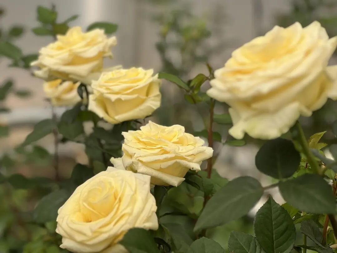 “文秀”，回家了！