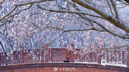 北京奥森山桃花盛开