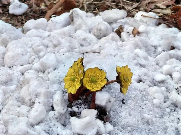 不用远走寻芳！冰城“报春第一花”绽放东林校园，市区即可邂逅冰凌花