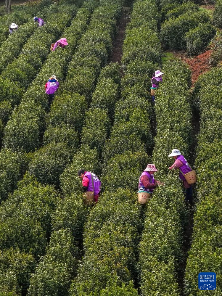 苏州洞庭山：碧螺春茶迎来采摘期