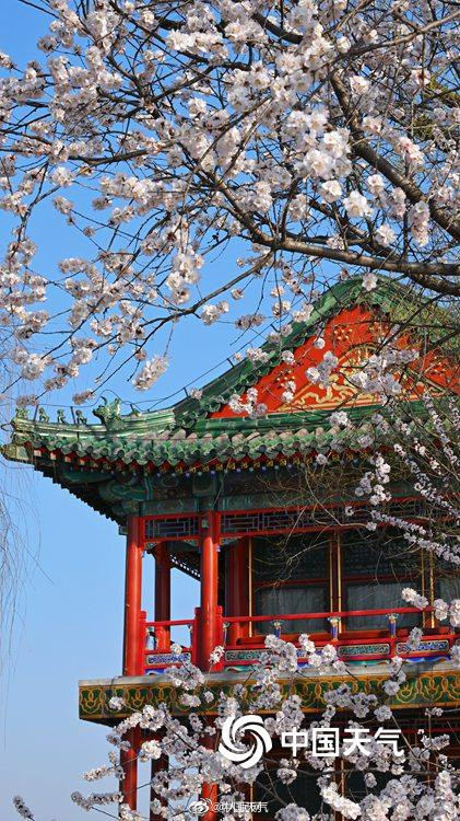 浪漫！颐和园西堤桃花迎春盛放