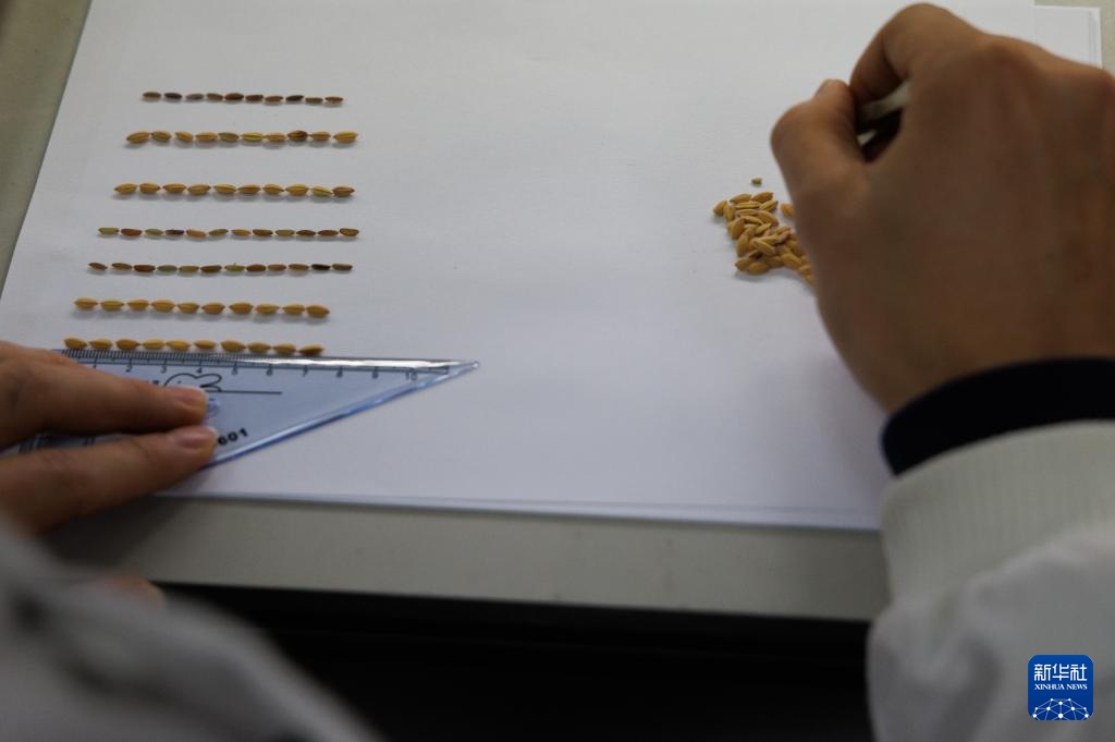 我国科学家发现野生稻“长寿基因”