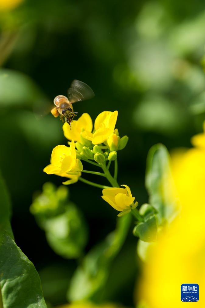 山西运城:花海春色 山西运城:花海春色