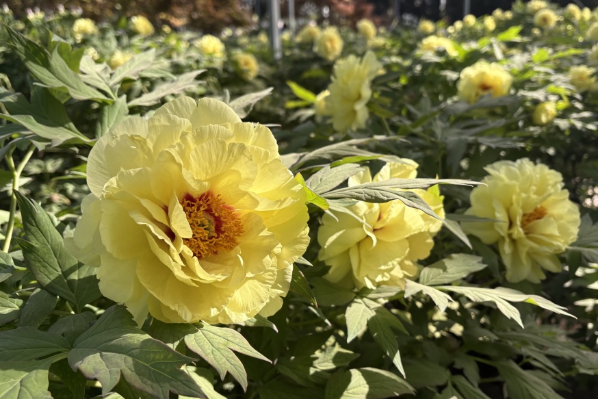 洛阳的第一朵牡丹！开了→