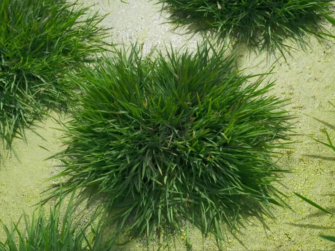 让水稻“返老还童”！中国科学家找到关键基因