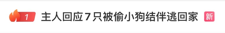 热搜第一！7只家犬疑被偷走，集体逃脱后穿越17公里成功回家