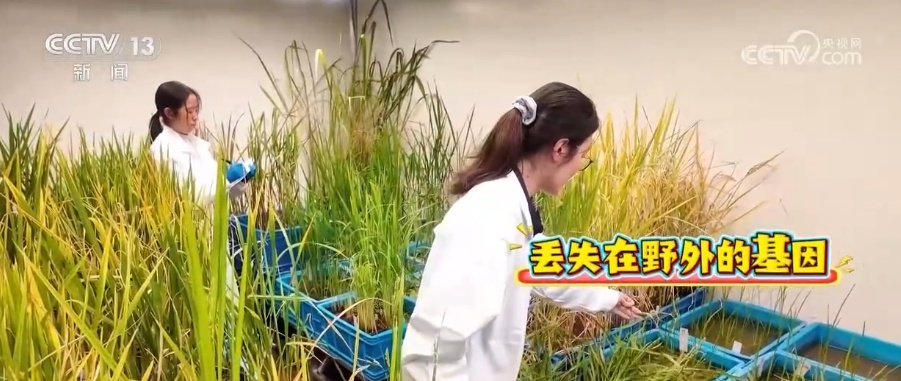 唤醒水稻“天赋” 传统耕作方式迎来新变革