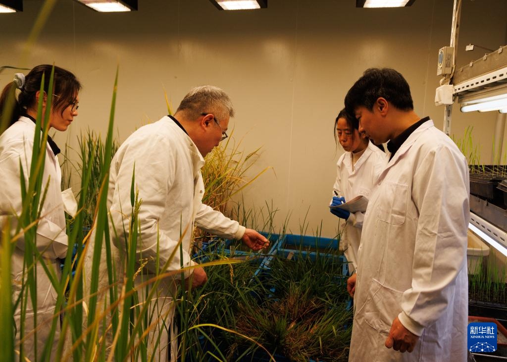 我国科学家发现野生稻“长寿基因”