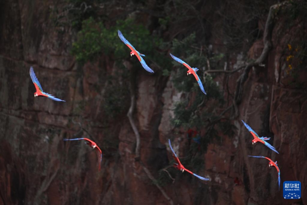 走近巴西南部的“金刚鹦鹉洞”