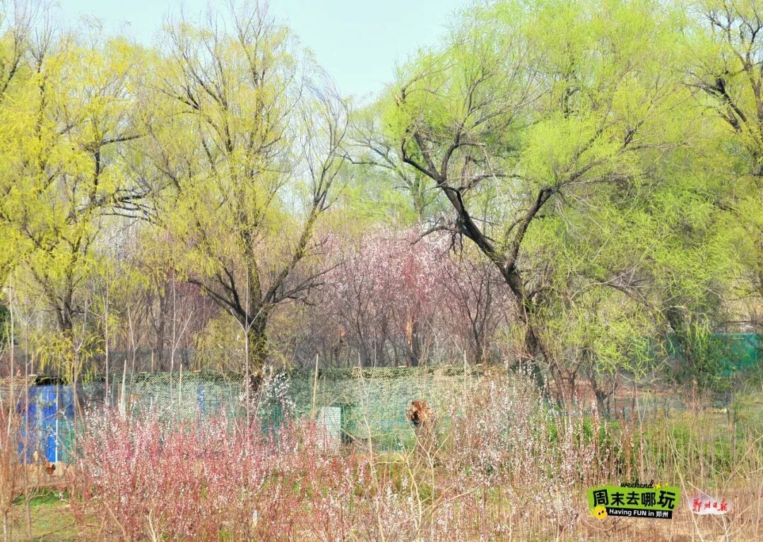 闯入“绿野仙踪”！郑州黄河边的春日限定美景已上线